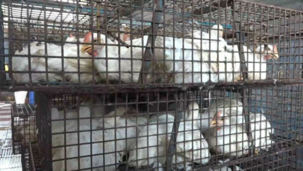 Janata Curfew: Chicken, Mutton Shops Open in many places Janata Curfew: Chicken, Mutton Shops Open in many places
