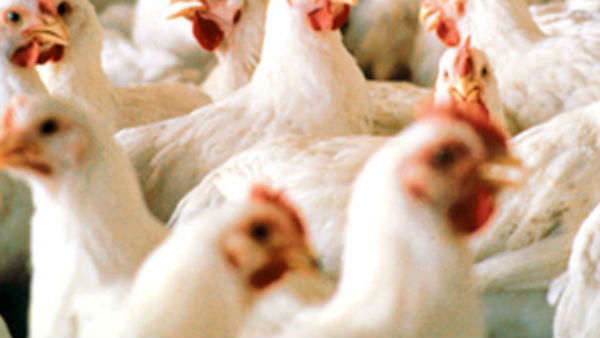 Chicken 65 is sold at Rs 10 per cup in Nagercoil Chicken 65 is sold at Rs 10 per cup in Nagercoil