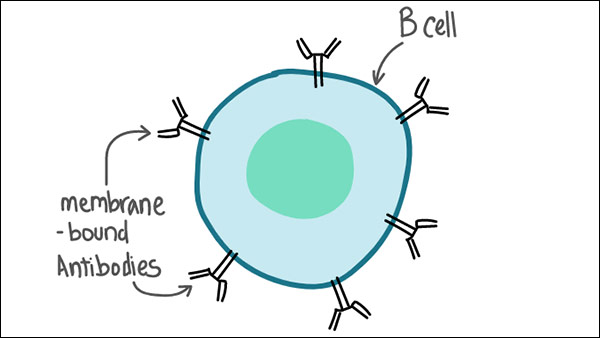 How Coronavirus defeats Immune system of Human body? How Coronavirus defeats Immune system of Human body?