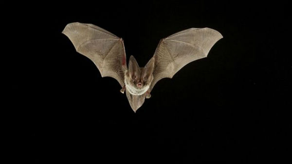 Subramanian Swamy on Wuhan’s study of Nagaland bat populations Subramanian Swamy on Wuhan’s study of Nagaland bat populations