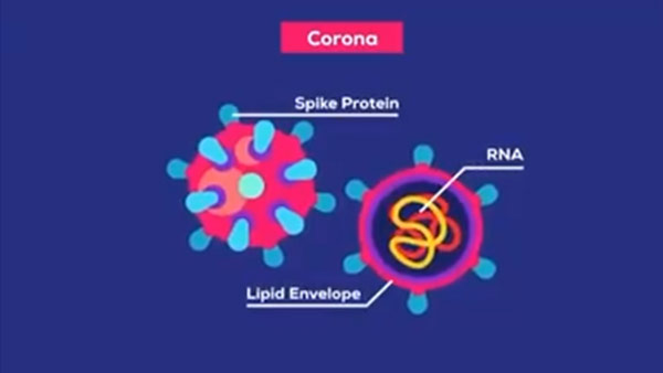 How Coronavirus defeats Immune system of Human body? How Coronavirus defeats Immune system of Human body?