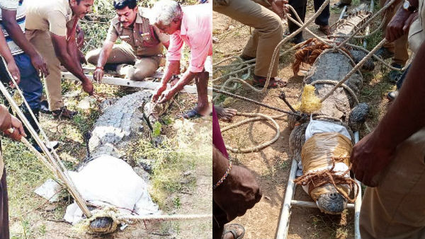 crocodile recovered from river after youths seeing by walk crocodile recovered from river after youths seeing by walk