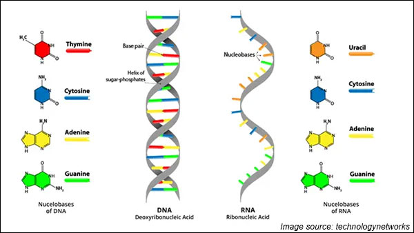 How Coronavirus defeats Immune system of Human body? How Coronavirus defeats Immune system of Human body?