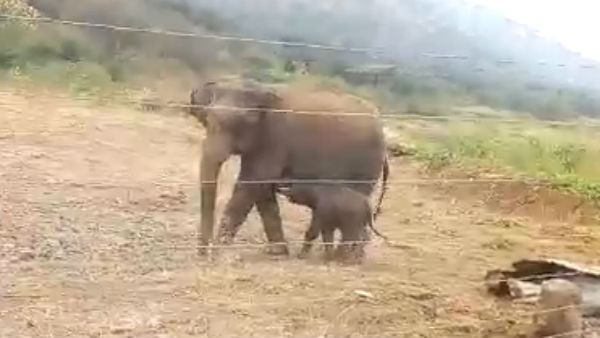 காட்டுப்பகுதி