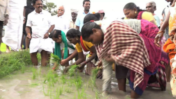 CM Edappadi Palanisamy plants a paddy sapling in a land CM Edappadi Palanisamy plants a paddy sapling in a land