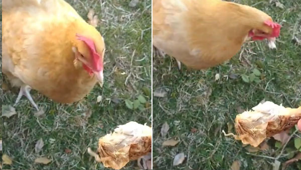 chicken eats chicken leg piece, video goes viral chicken eats chicken leg piece, video goes viral