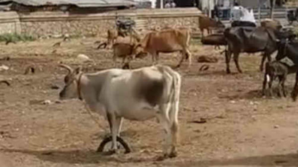 Coronavirus panic: The Manapparai cow market is hit by several crores of rupees Coronavirus panic: The Manapparai cow market is hit by several crores of rupees
