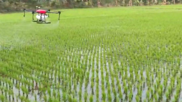 Pesticide Spraying in Agricultural Lands by Drone in Puducherry Pesticide Spraying in Agricultural Lands by Drone in Puducherry
