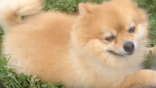 The first known dog to test positive for the coronavirus has died in Hong Kong after apparently recovering from the disease, according to a local report. The first known dog to test positive for the coronavirus has died in Hong Kong after apparently recovering from the disease, according to a local report.