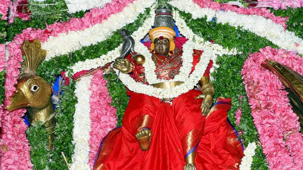 மரிக்கொழுந்து மலர்கள்