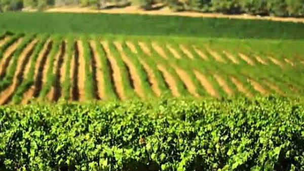 காற்று மாசை குறைத்த வைரஸ்