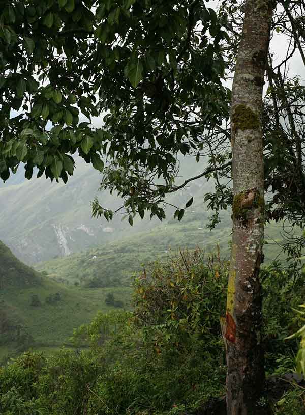 Cincona Tree in Peru Cincona Tree in Peru