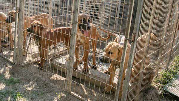 Coronavirus Bans Dog and Cat meat Consumption Coronavirus Bans Dog and Cat meat Consumption