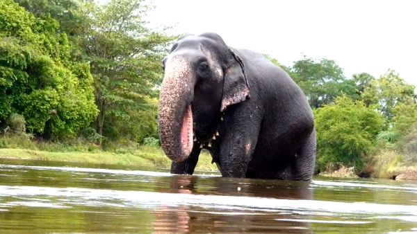 Elephant Nirmala Devi takes bath in Thamirabharani river in Nellai Elephant Nirmala Devi takes bath in Thamirabharani river in Nellai