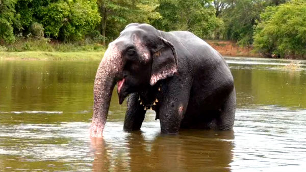 Elephant Nirmala Devi takes bath in Thamirabharani river in Nellai Elephant Nirmala Devi takes bath in Thamirabharani river in Nellai
