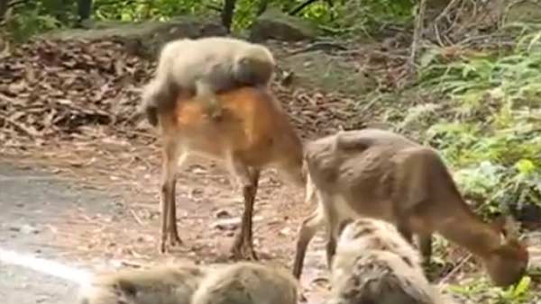 Monkey takes a ride on deer’s back Monkey takes a ride on deer’s back