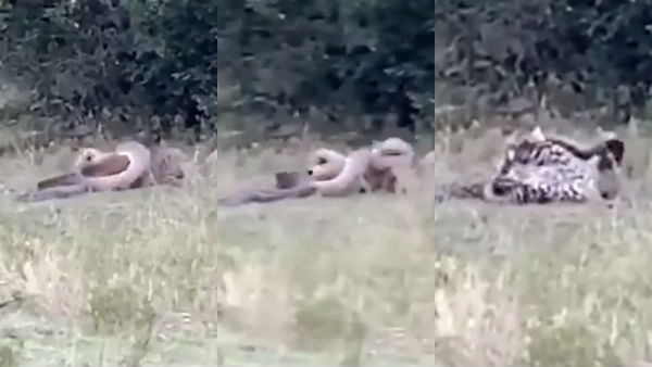 video: Leopard and Python fight, how Python ends as prey to the leopard video: Leopard and Python fight, how Python ends as prey to the leopard
