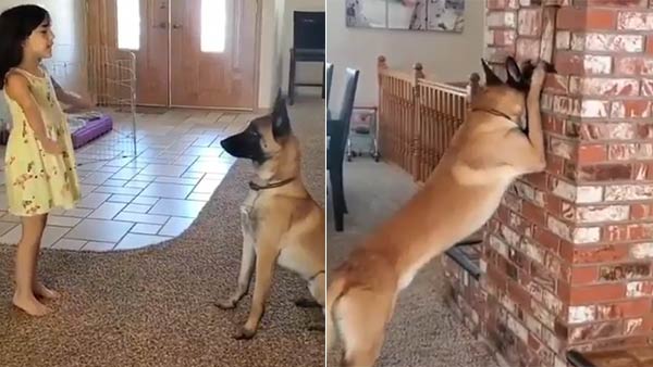 Dog plays hide and seek with a small girl Dog plays hide and seek with a small girl