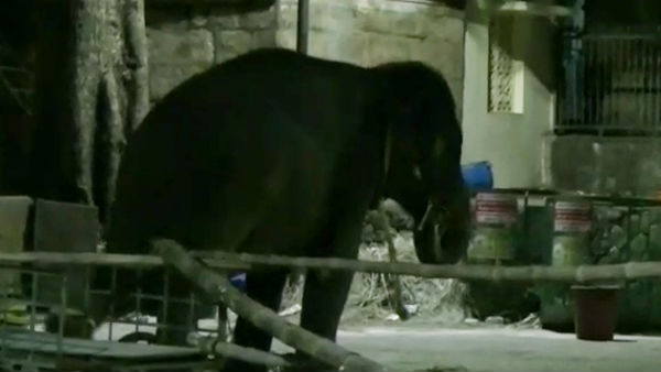 Thiruparankundram Subramanya Swamy Temple elephant killed a Pagan today Thiruparankundram Subramanya Swamy Temple elephant killed a Pagan today