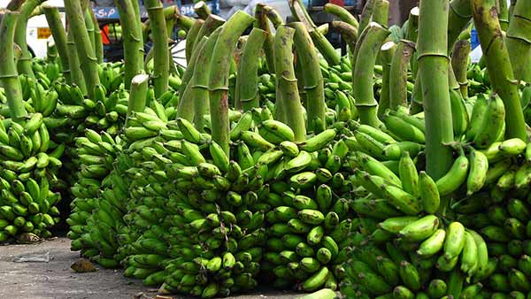 Farmers who gave bananas free to sanitary workers Farmers who gave bananas free to sanitary workers