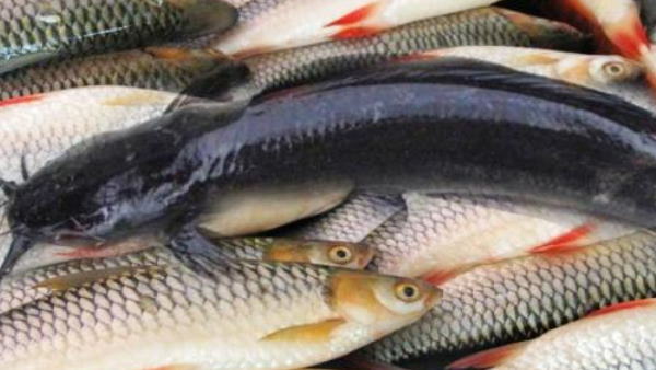 மீன் விலை குறையும்