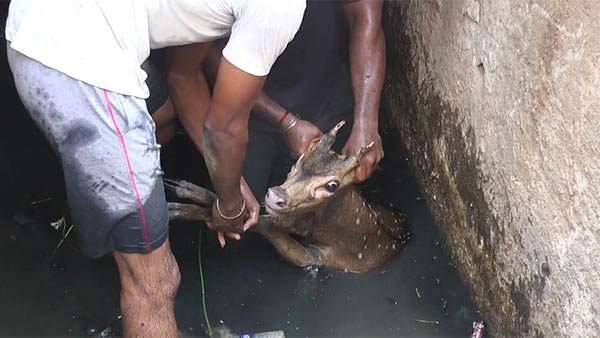 Forest officials have recovered the deer that fell into the sewers Forest officials have recovered the deer that fell into the sewers