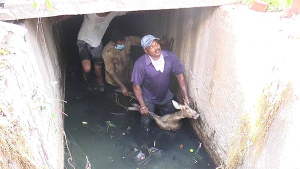 Forest officials have recovered the deer that fell into the sewers Forest officials have recovered the deer that fell into the sewers