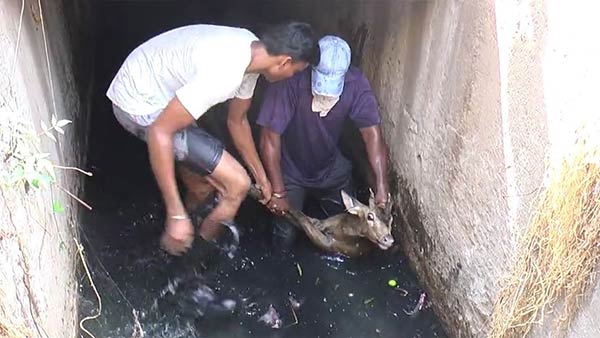 Forest officials have recovered the deer that fell into the sewers Forest officials have recovered the deer that fell into the sewers