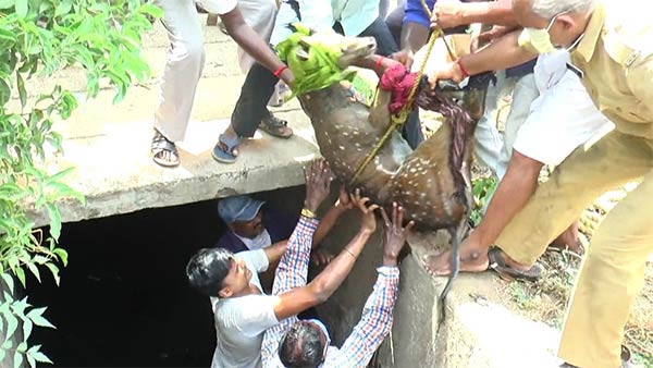 Forest officials have recovered the deer that fell into the sewers Forest officials have recovered the deer that fell into the sewers