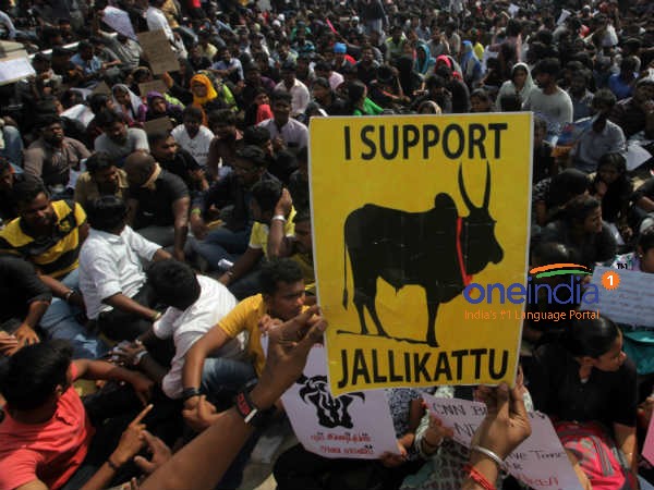 ஜல்லிக்கட்டு