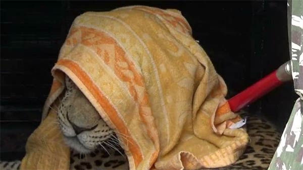 lockdown: leopard rescued safely in ooty botanical garden lockdown: leopard rescued safely in ooty botanical garden