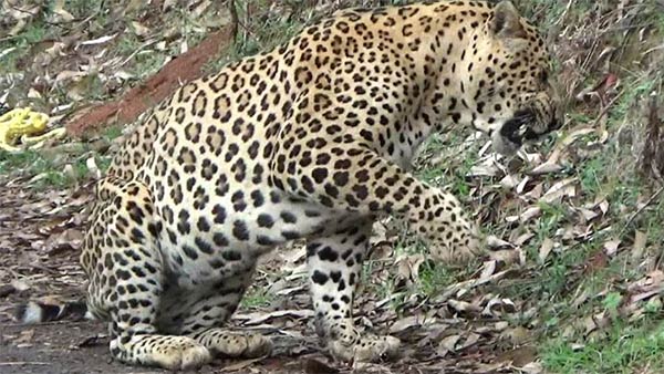 lockdown: leopard rescued safely in ooty botanical garden lockdown: leopard rescued safely in ooty botanical garden