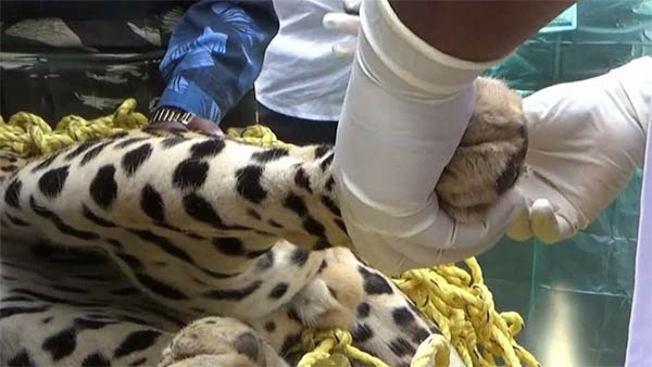 lockdown: leopard rescued safely in ooty botanical garden lockdown: leopard rescued safely in ooty botanical garden
