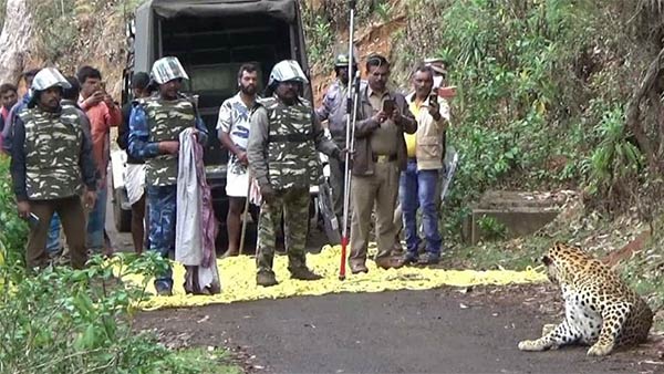 lockdown: leopard rescued safely in ooty botanical garden lockdown: leopard rescued safely in ooty botanical garden