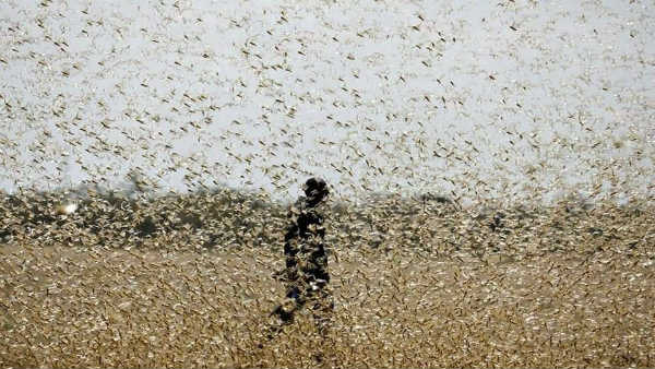 அழிவு வகை 22 இனங்கள்