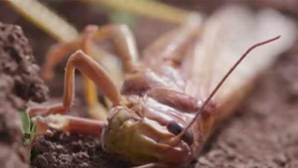 வெட்டுக்கிளிகள் மனிதர்களை தாக்குமா