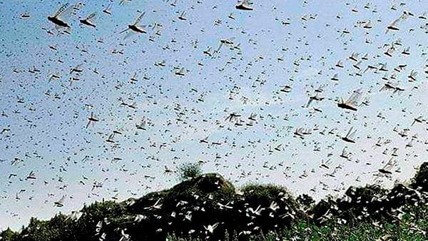 South Indian state Karnataka too alerted over locusts attack South Indian state Karnataka too alerted over locusts attack
