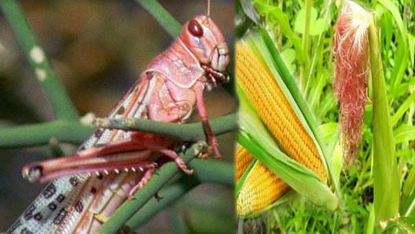 விவசாயம் பாதிப்பு