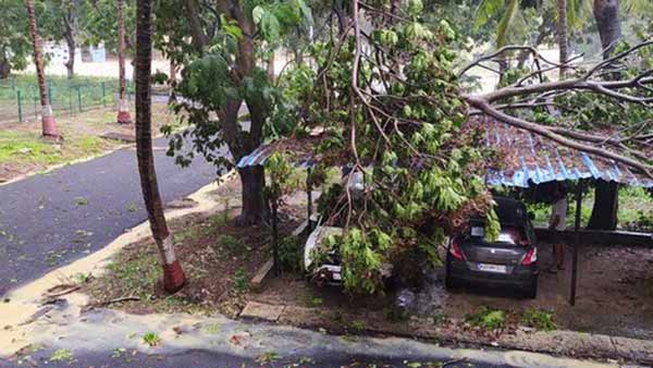 30 மரங்கள் வேரோடு சாய்ந்தன