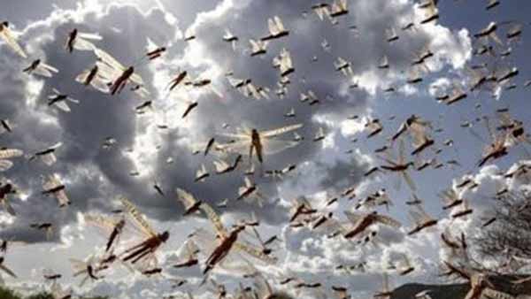 Tamil literature speaks on Locust attack Tamil literature speaks on Locust attack