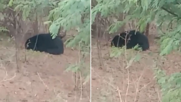 Bear movement in Bannari road near erode, viral video Bear movement in Bannari road near erode, viral video