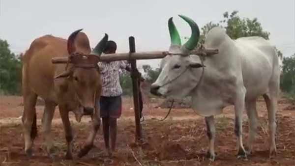 ஆடு, மாடு