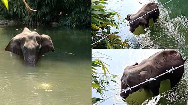 kerala: pregnant elephant was fed pineapple with firecrackers case issue kerala: pregnant elephant was fed pineapple with firecrackers case issue