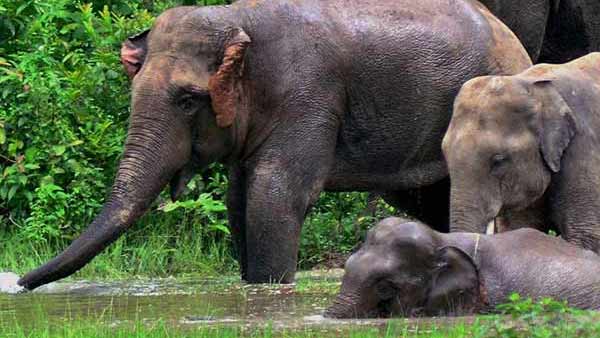 பைனாப்பிளில் வெடி.. கருவுற்ற யானையை கொன்றது போல் மற்றொரு யானையும் கொலை?.. வனத்தில் நடப்பது என்ன? 