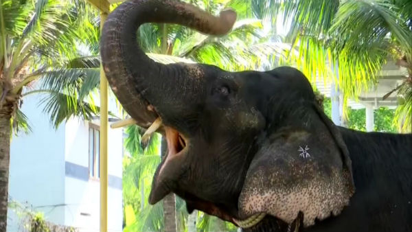 துதிக்கை படாமல் கவனம்