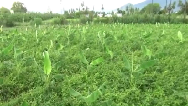 Sathiyamangalam farmers shift to Organic method Sathiyamangalam farmers shift to Organic method