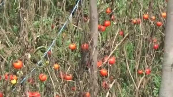 Hosur tomato Farmers upset over Price Hosur tomato Farmers upset over Price