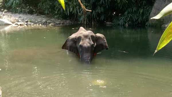 விலகிய மர்மம்.. கேரள யானை கொல்லப்பட்டது எப்படி?.. விசாரணையில் அம்பலம்.. குற்றவாளி வாக்குமூலம்! 