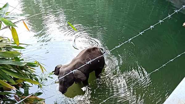 கதறிய குட்டி யானை