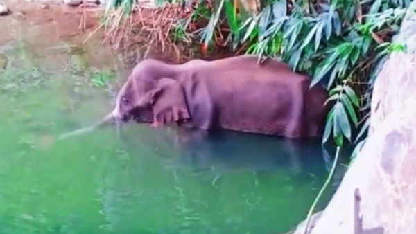 மதம் பிடிக்கவில்லை.. யாரையும் தாக்கவில்லை.. உயிர் வேதனையிலும் அமைதி காத்த யானை.. ஏன்? பின்னணி! 